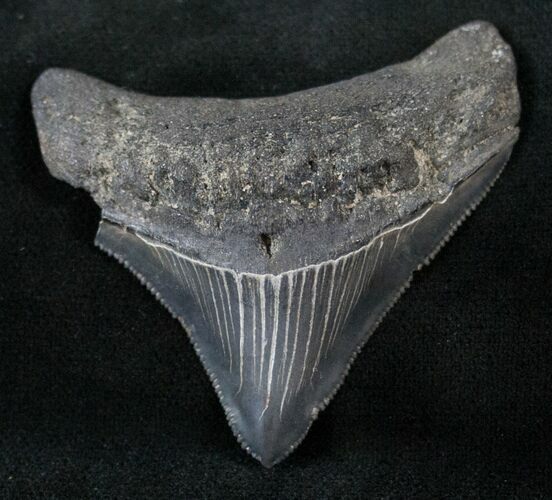 Posterior Megalodon Tooth - Sharp! #13971